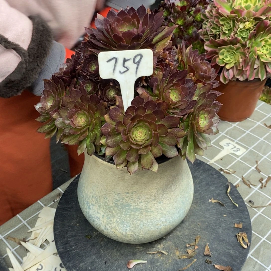 红陶759红魔一物一拍