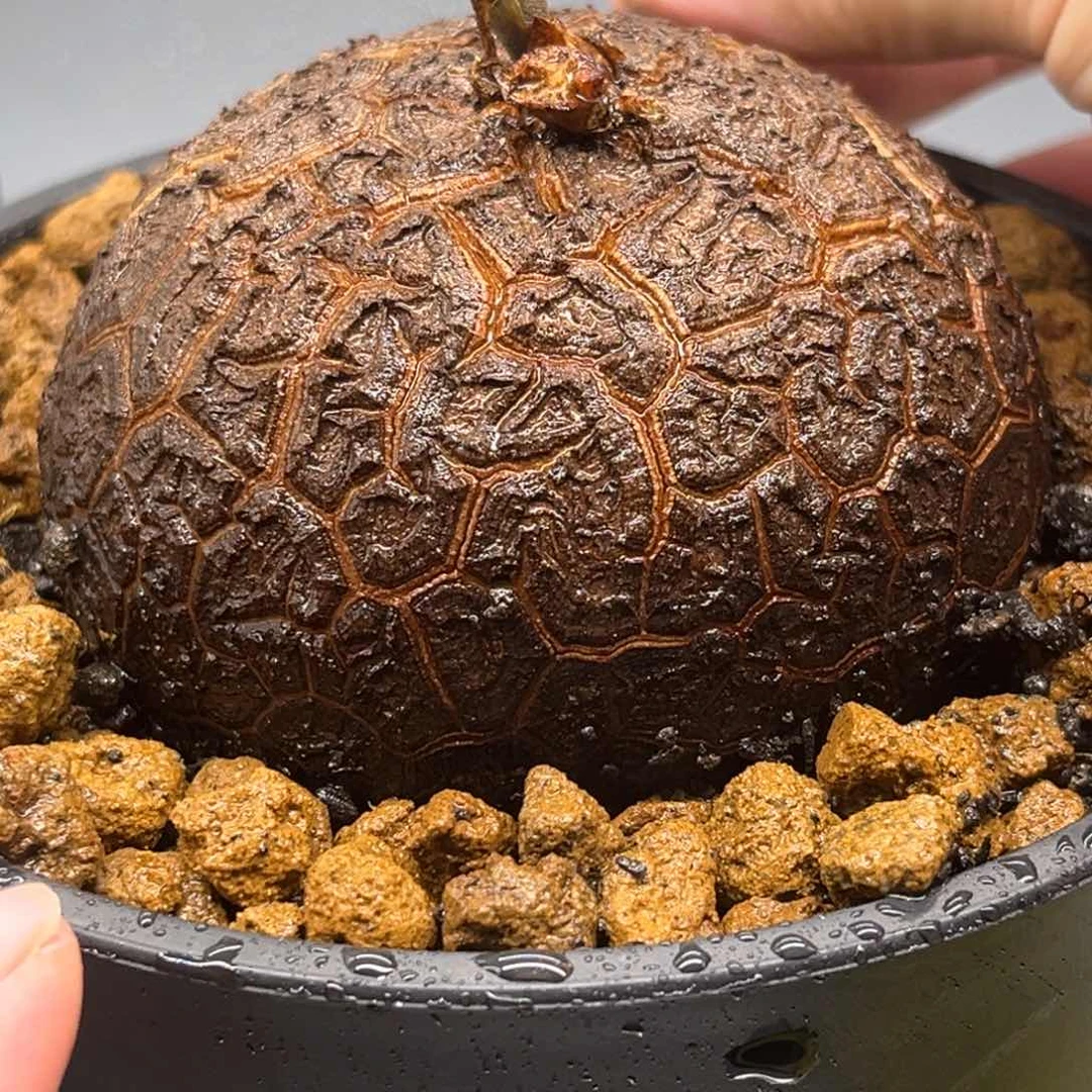 午**光717龟甲龙476478