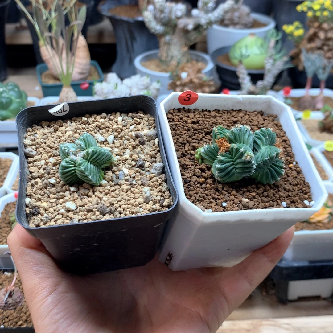 静***观五星花龙带盆2颗。