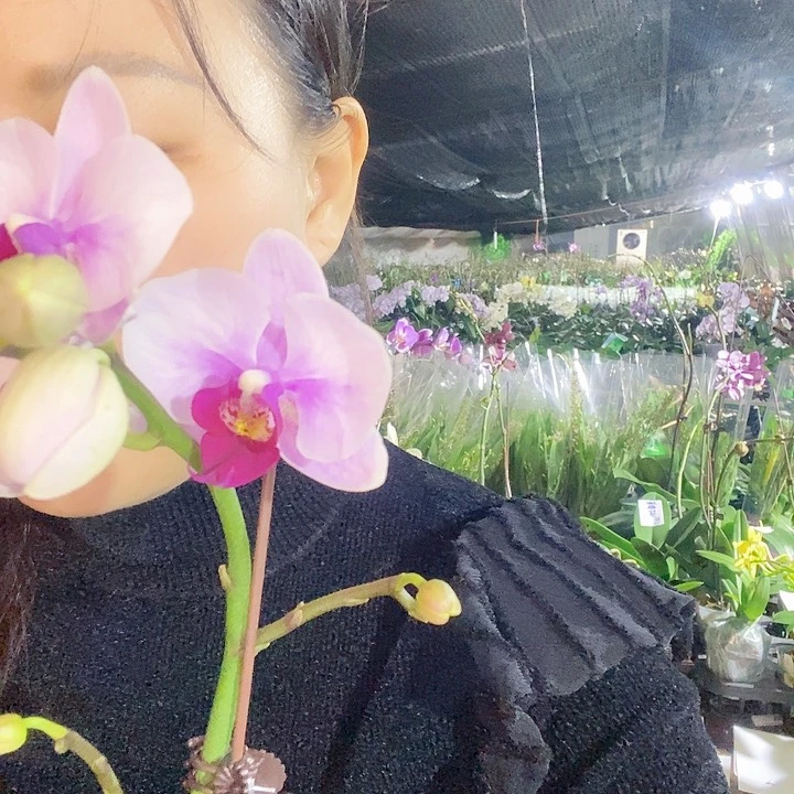 无花朵宝贝蝴蝶兰