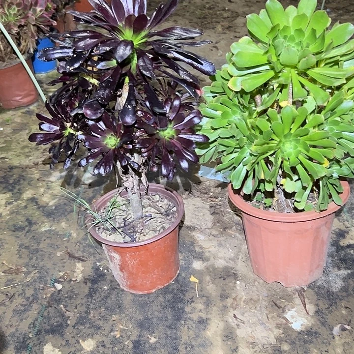 不包侧枝一物一拍128