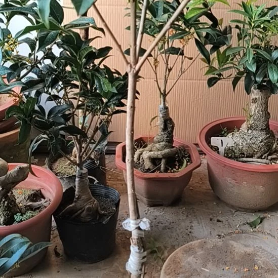 电***赁完全开放八月桂红双喜