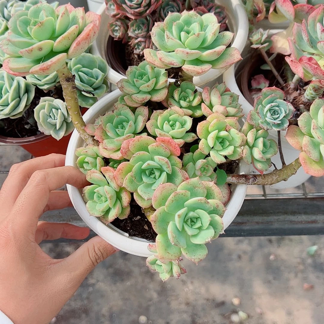 尼可莎拉玫瑰多头群生