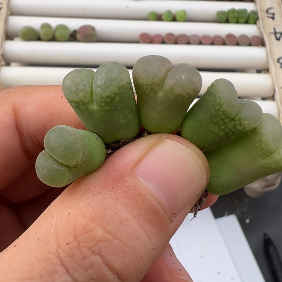 6.28好看的多肉脱土发货153