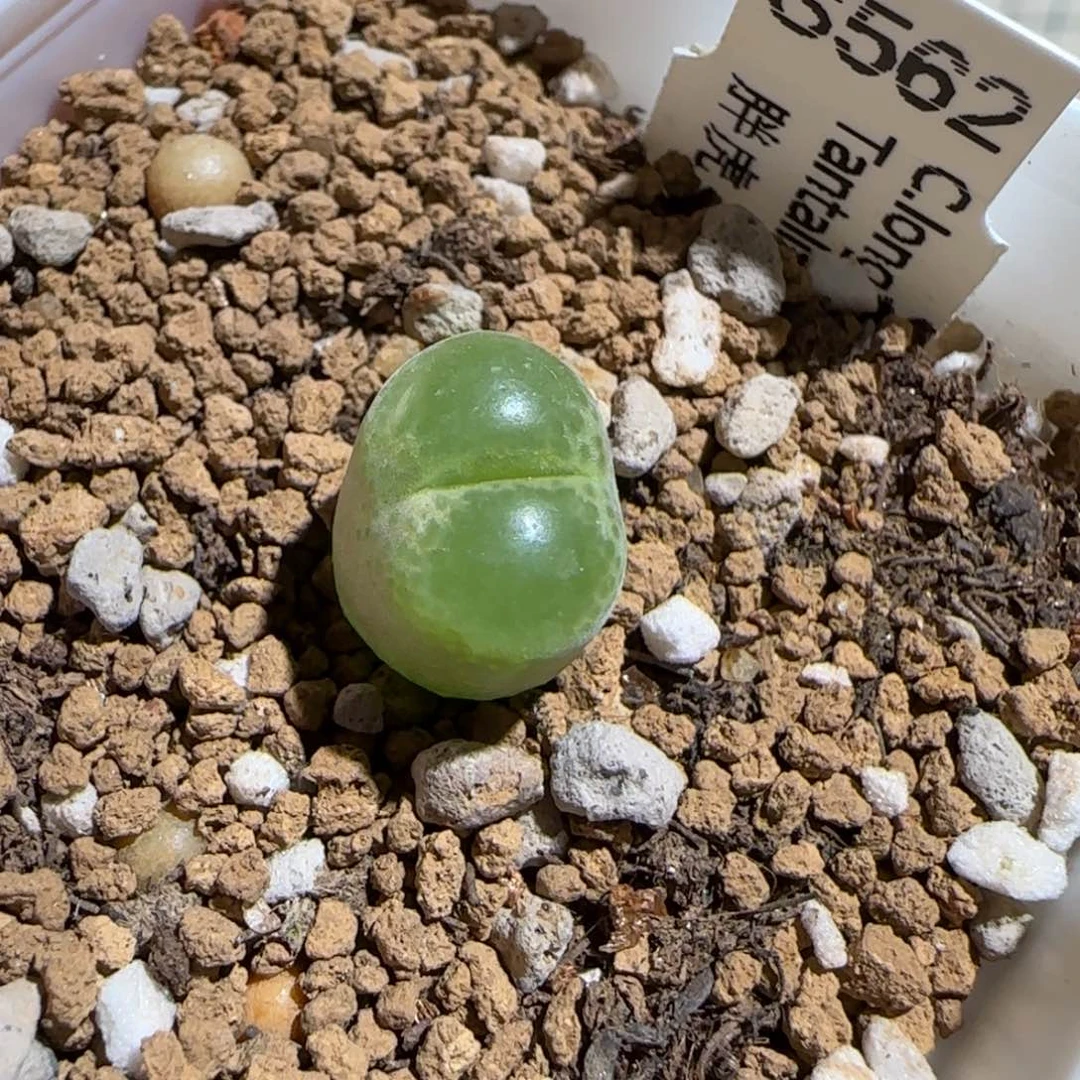 肉锥多肉植物组合-胖虎495