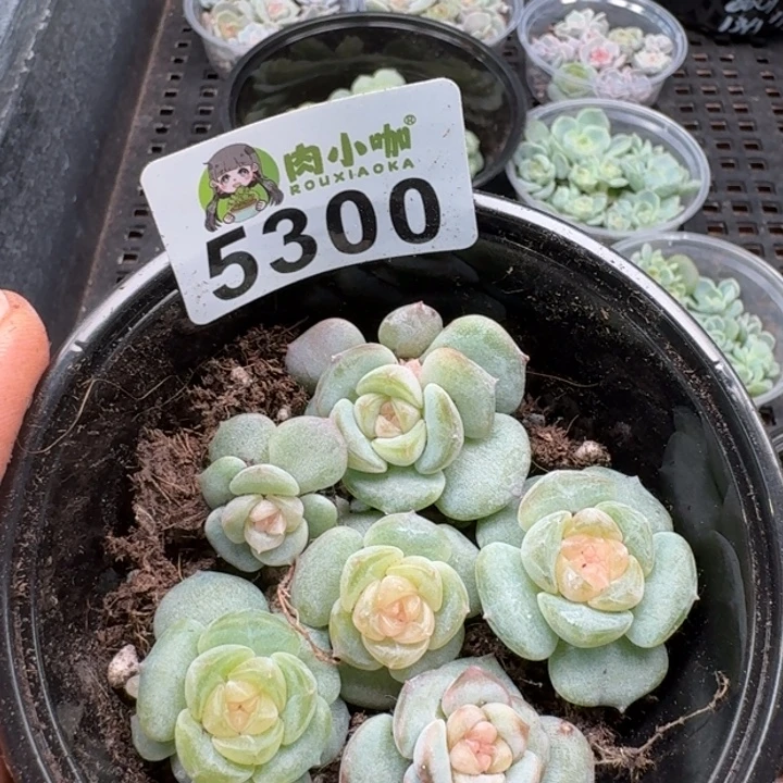 多肉植物多头植物