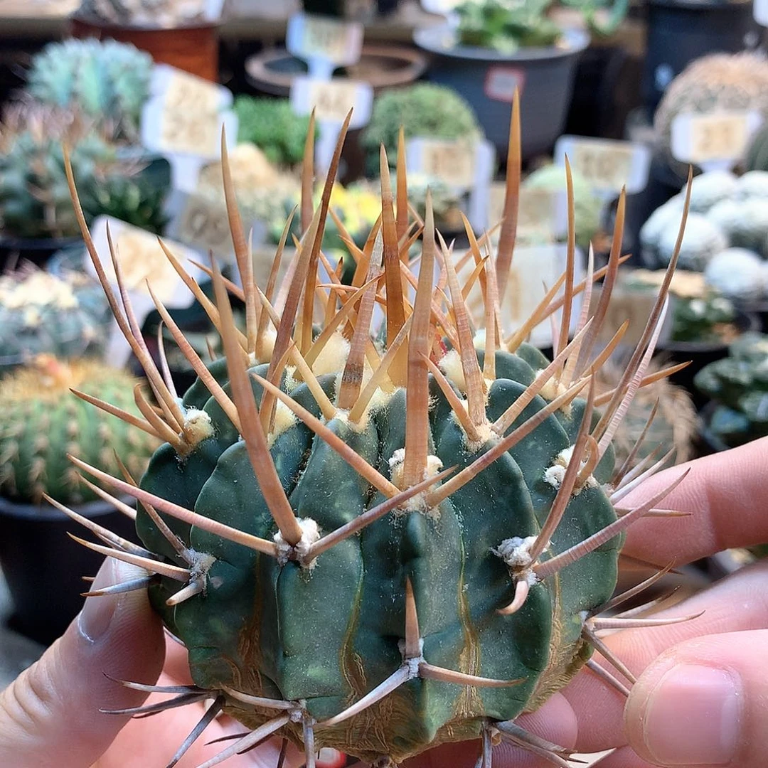 龙剑苗接没根