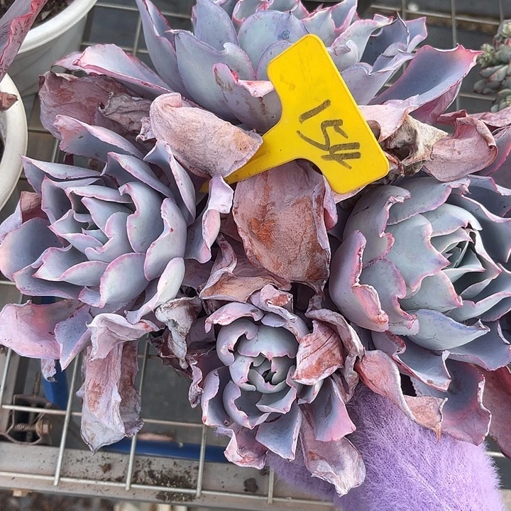 两单包邮，一物一拍154晚霞