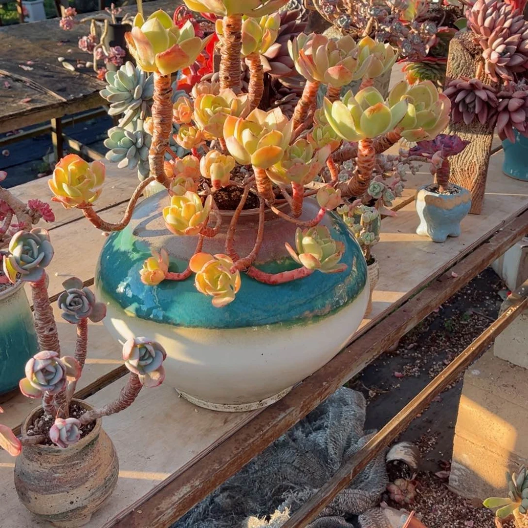 你是否还记得你曾经说