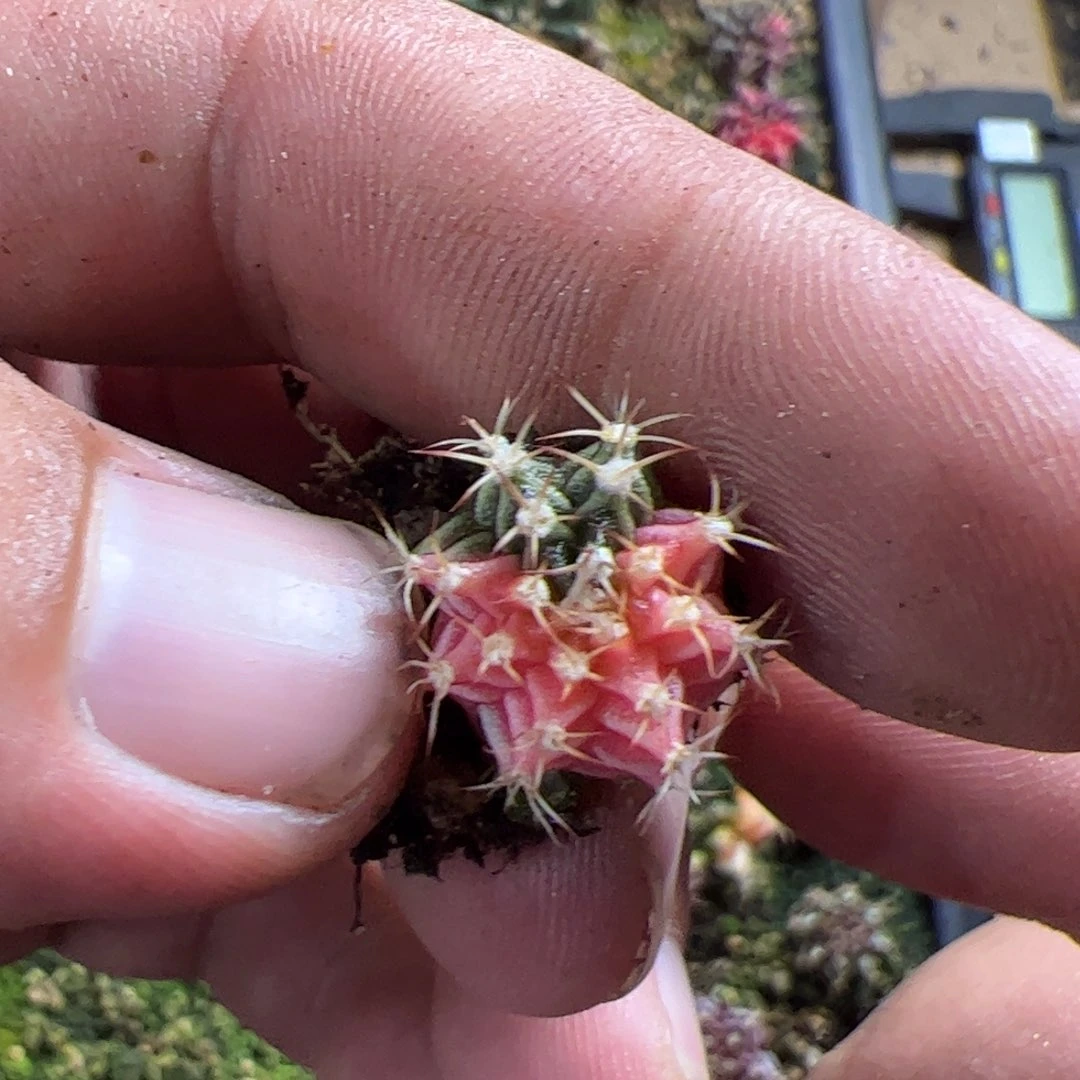 胖***子当前无花栽培后可以开花023