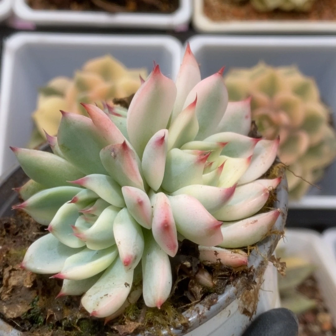 589锦锦锦锦锦锦锦锦