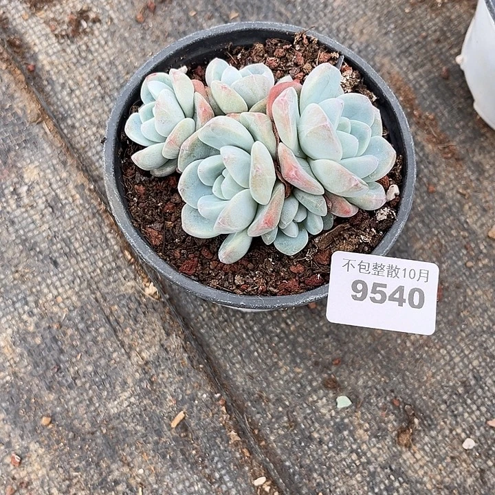 阿雅园艺。    9540