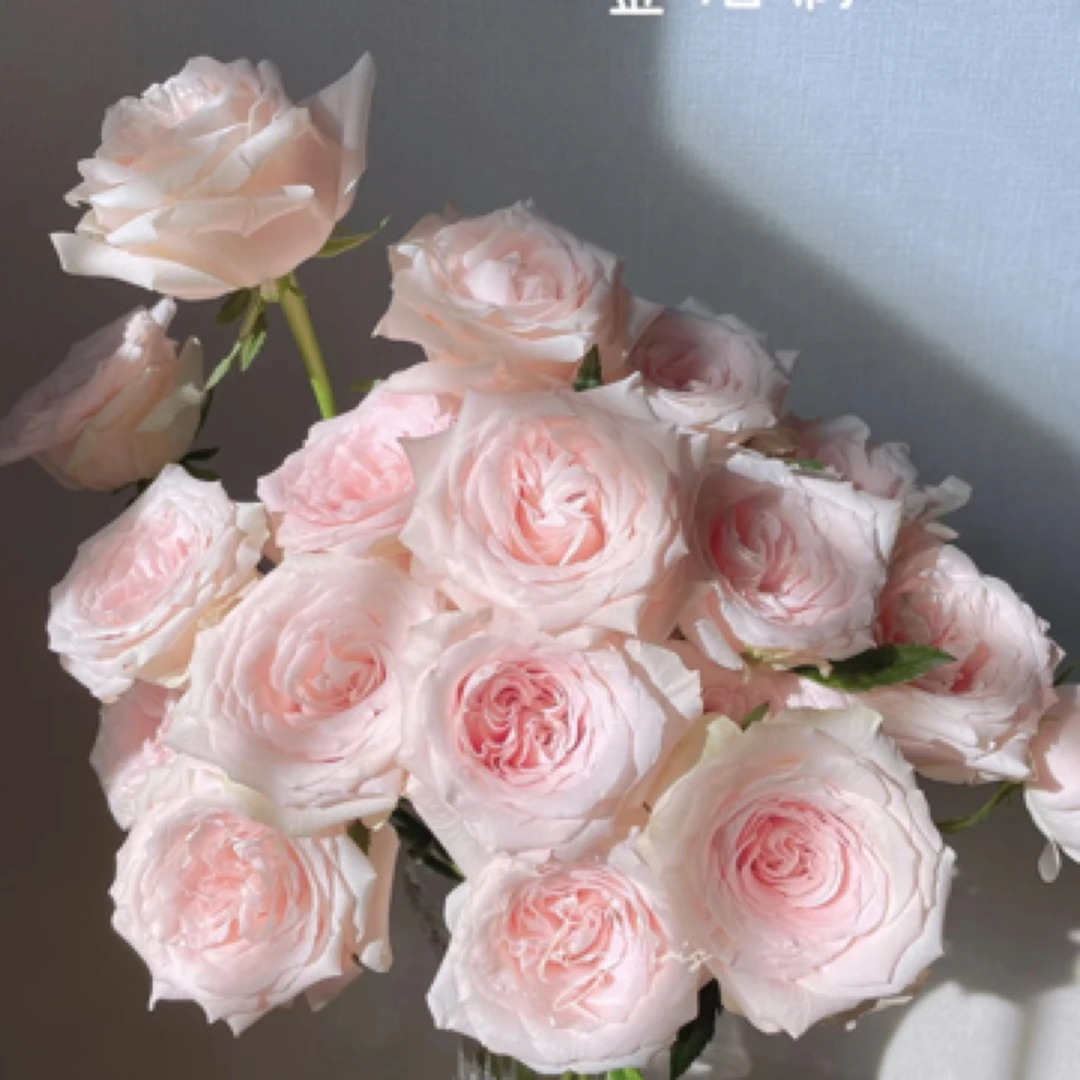 【海盛】金佰利玫瑰-- 2单升级京东冷链/EMS空运包邮！