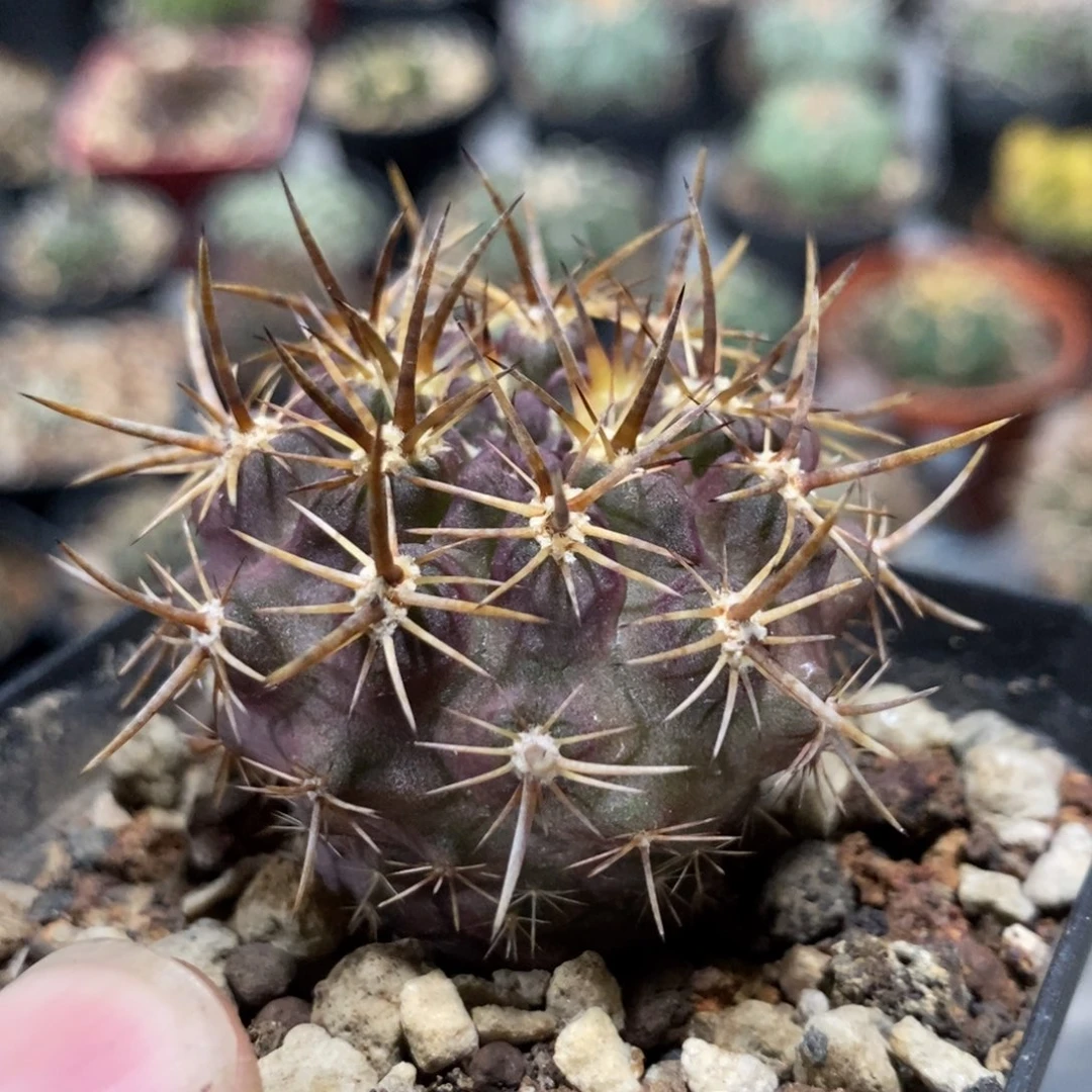 植播园艺148豪刺登阳丸