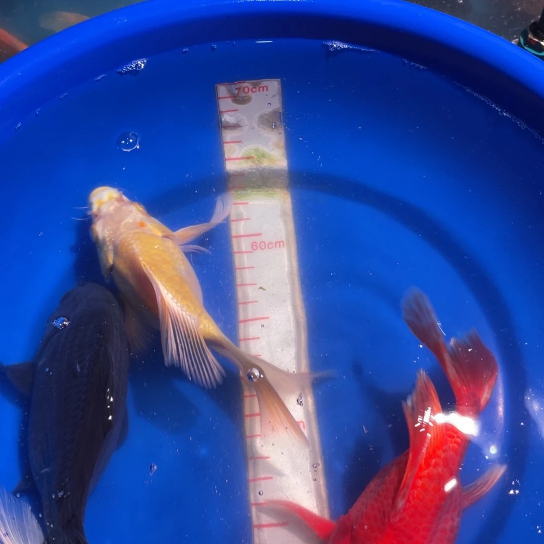 蝴蝶鲤一对一挑选直播间