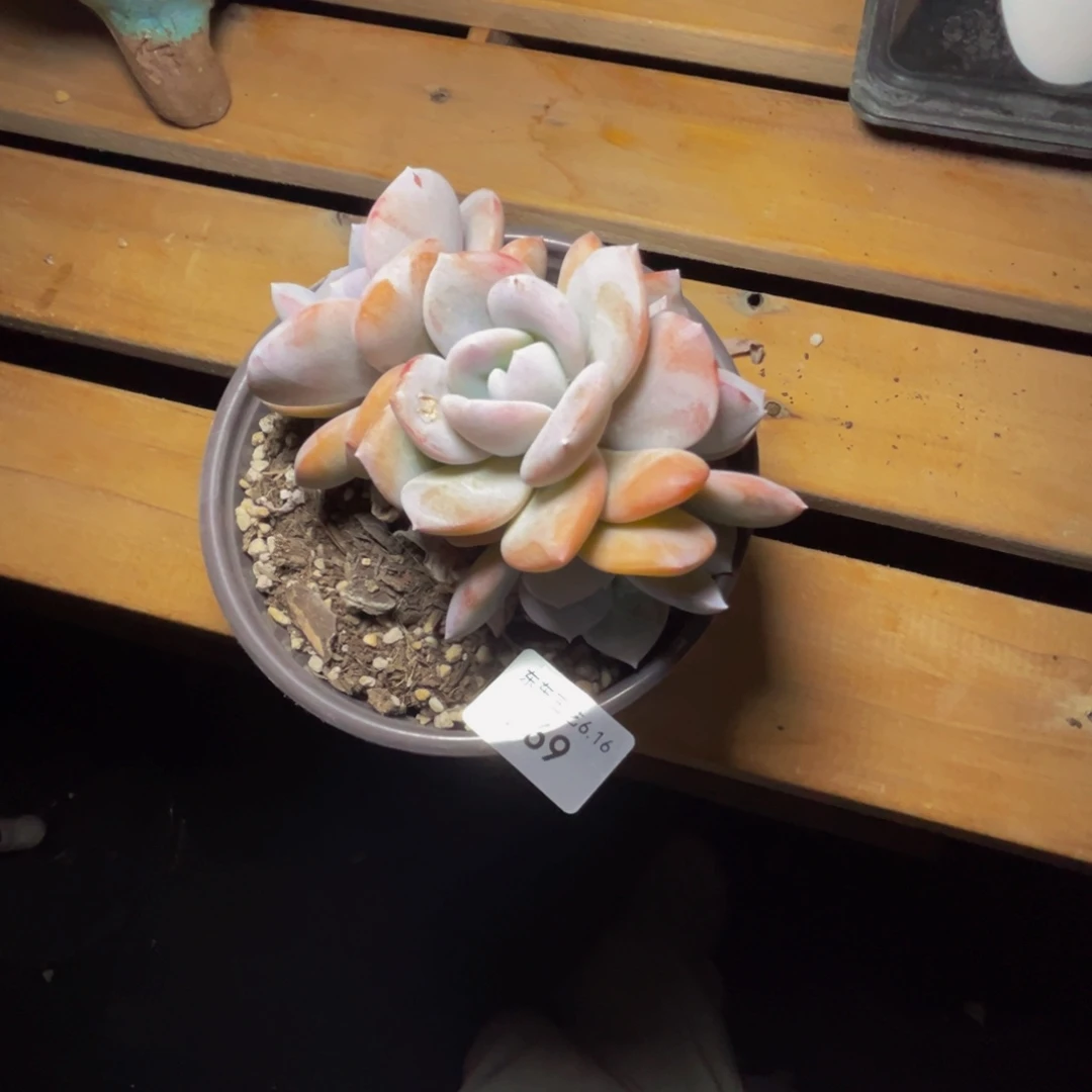 p69奶茶群生有掐心