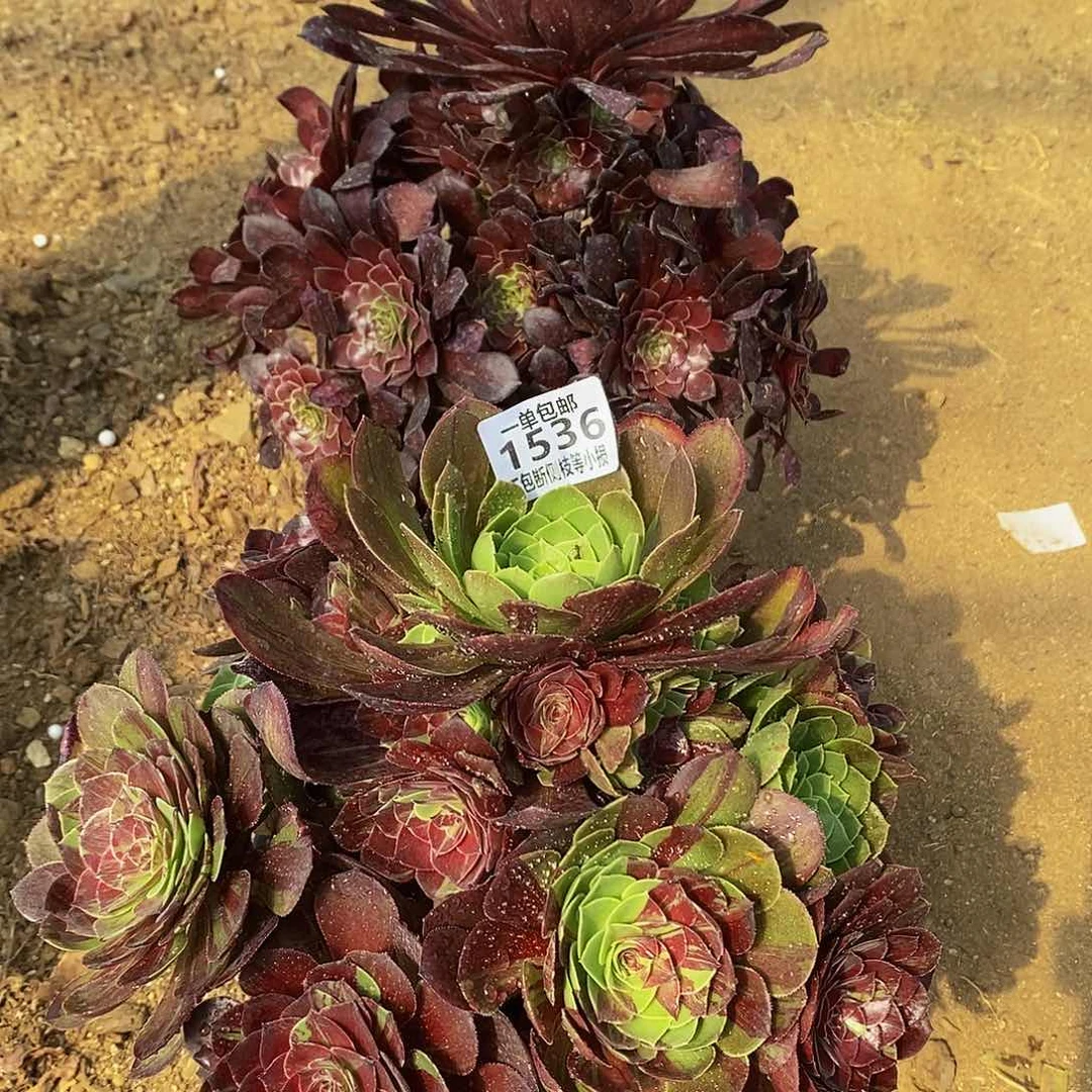 胭**浓15361533墨铜拉丝和花月夜