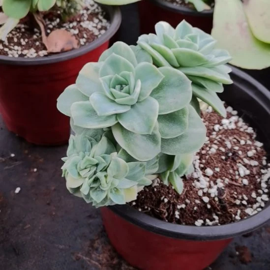 小可爱玫瑰白覆轮锦朵朵缀