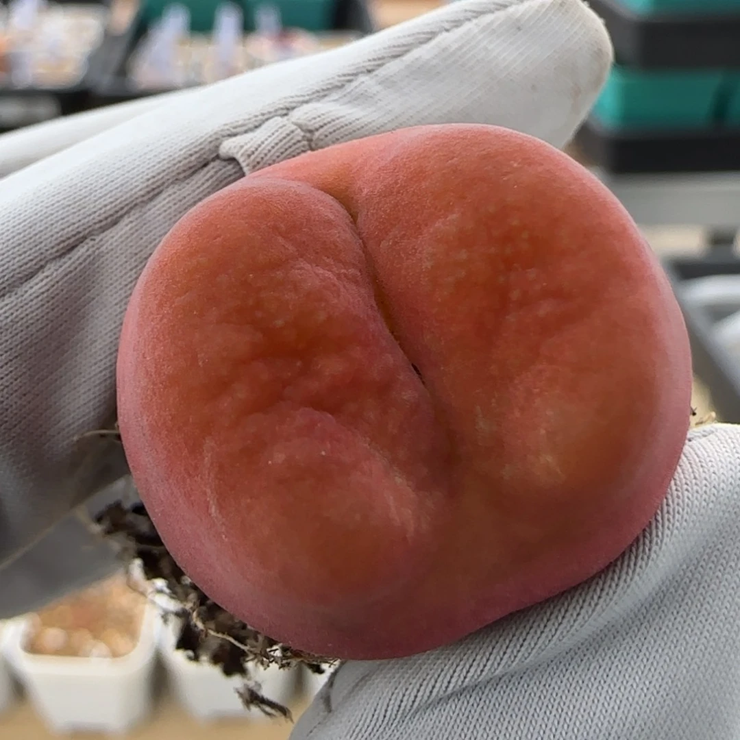 6.18。 水蜜桃。 9010。