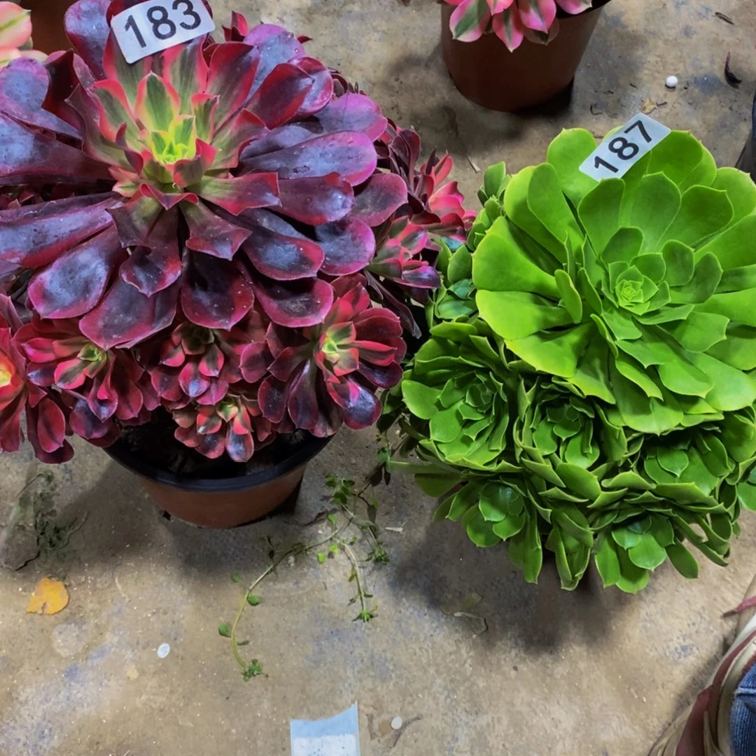 凤冠183➕绿羊绒187多肉