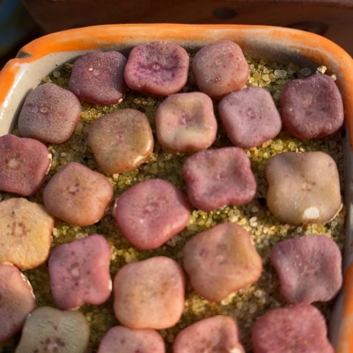 紫方碗1颗买2送1