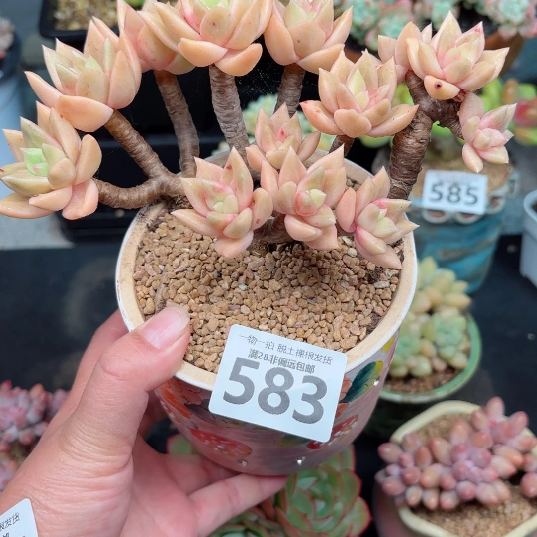 黄金表丽娜无盆土发货