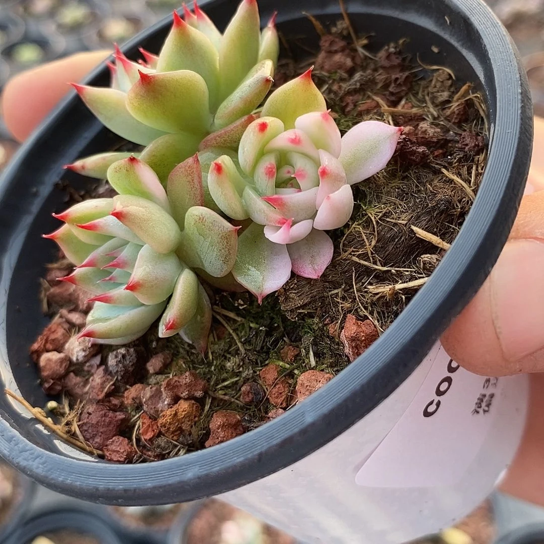 91娃娃锦多肉植物哇啦塞