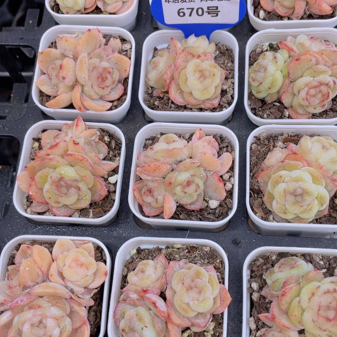 670号 珍妮糖心胖虎多头群一个