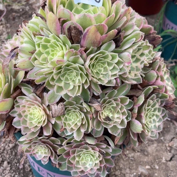 无花朵256多肉植物孔雀翎