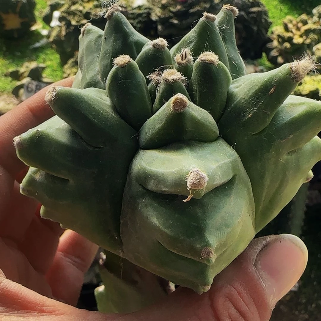 角尤龟甲鸾980仙人球