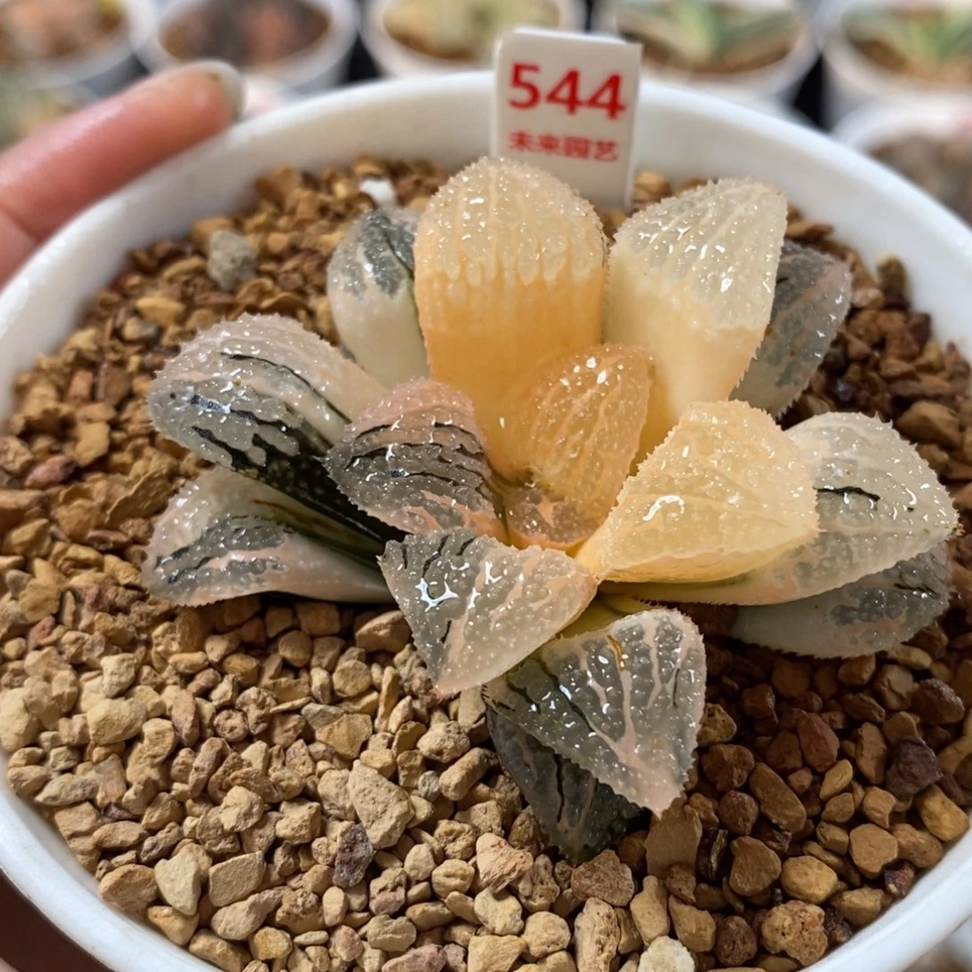 544具味城寿锦一物一图