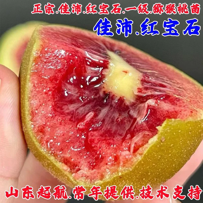 新品种红肉品种猕猴桃树苗公母同株嫁接苗