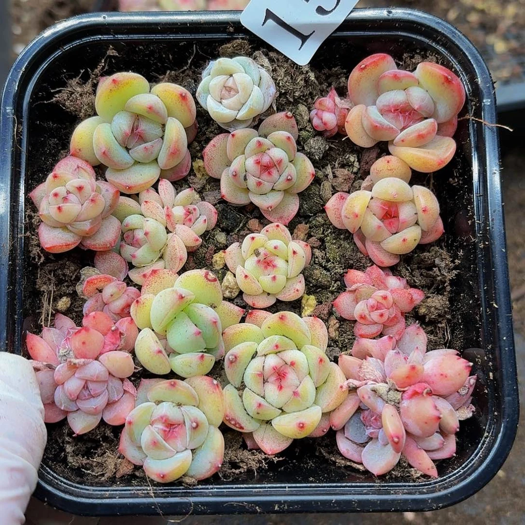 多肉植物多肉植物159