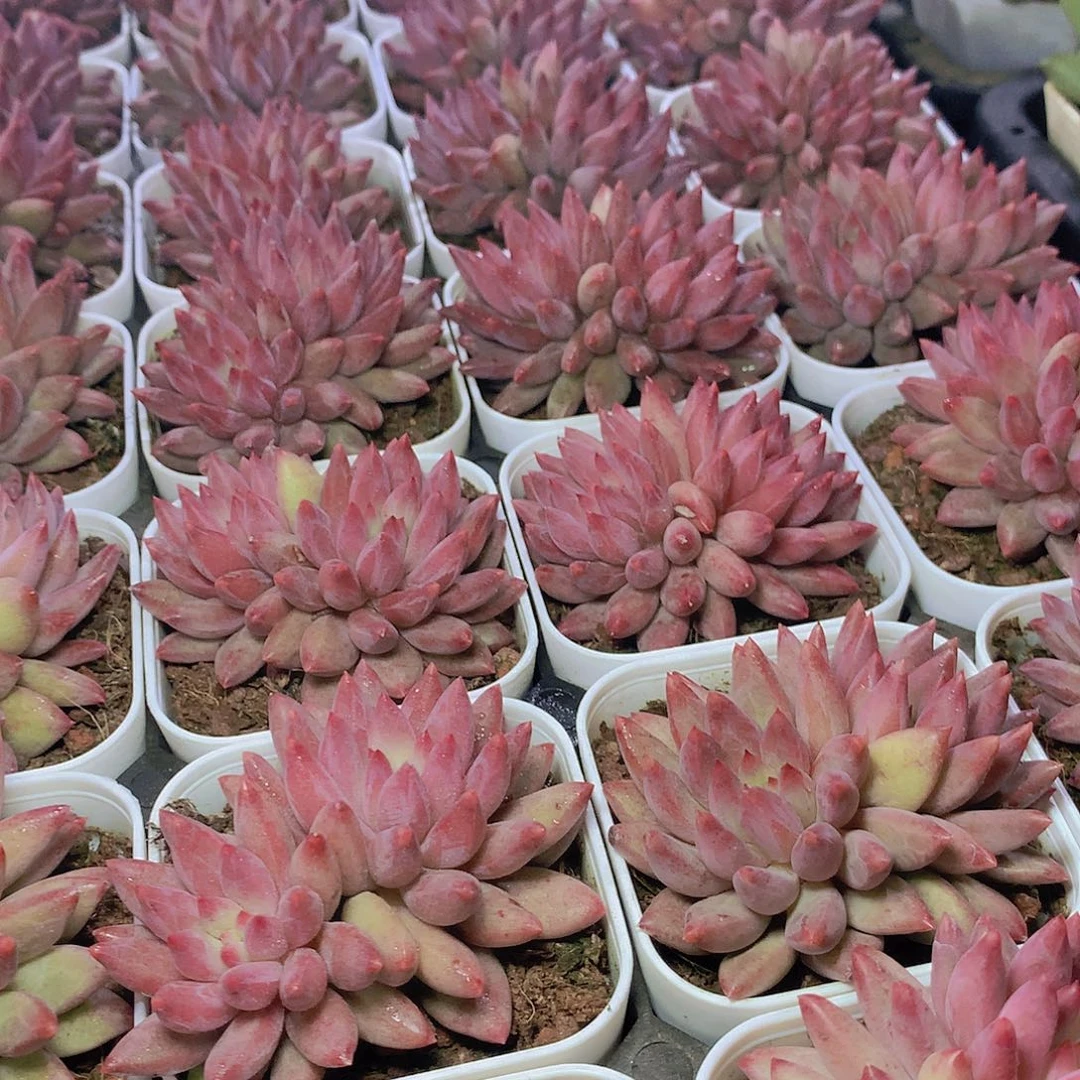 红体双头虞美人245677899999