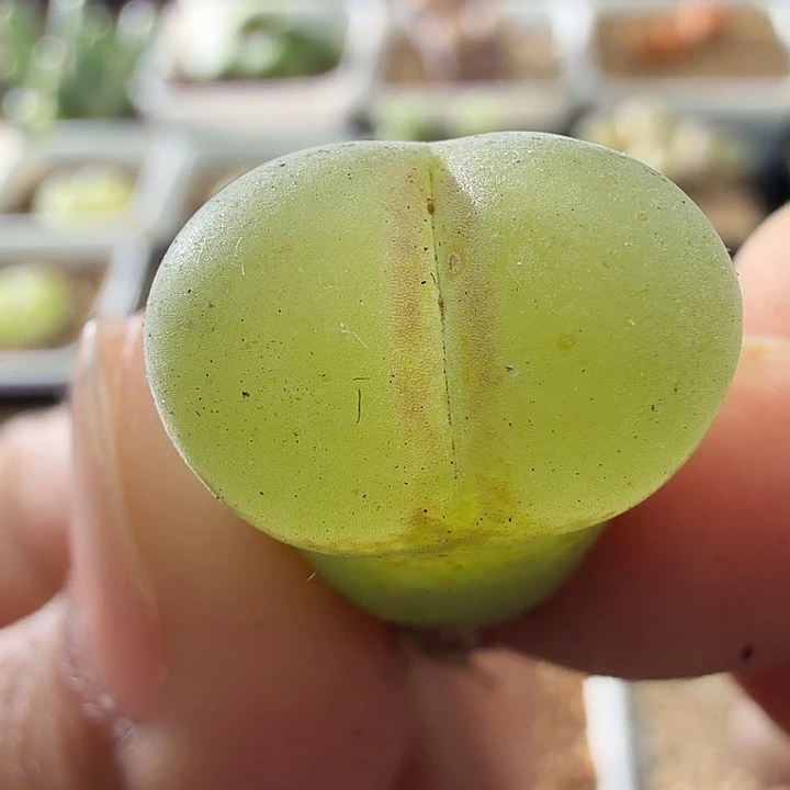 2945粉女风铃玉肉锥植物