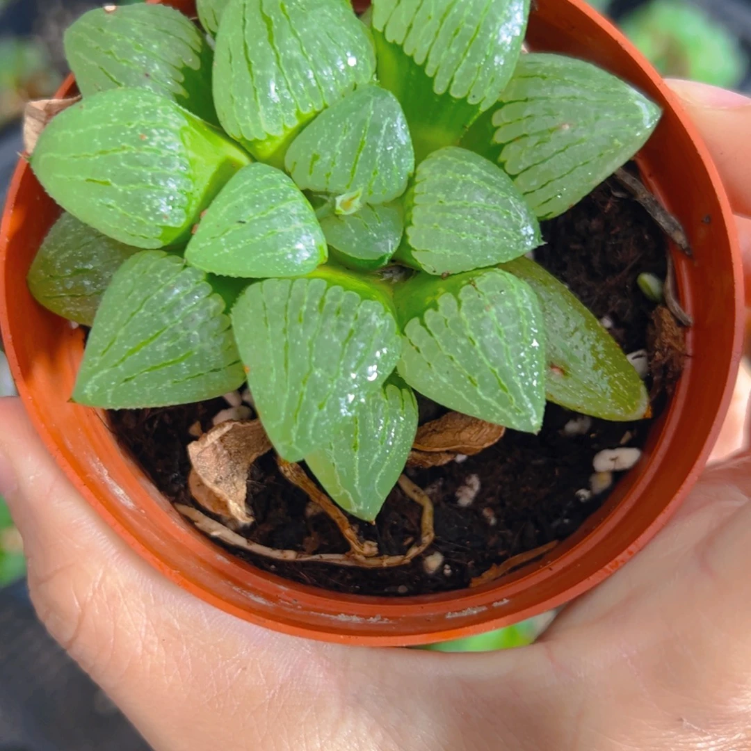 水***晶2038多肉植物一颗多肉