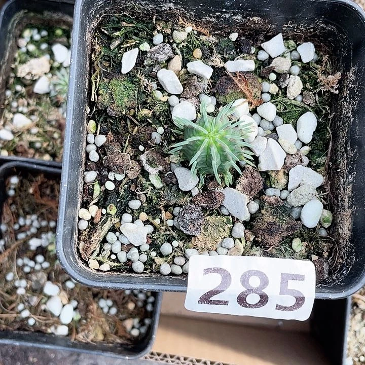 ****栻285实生群星冠大戟