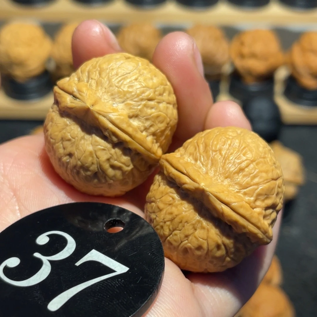 胖橘蛇皮球微彩32。