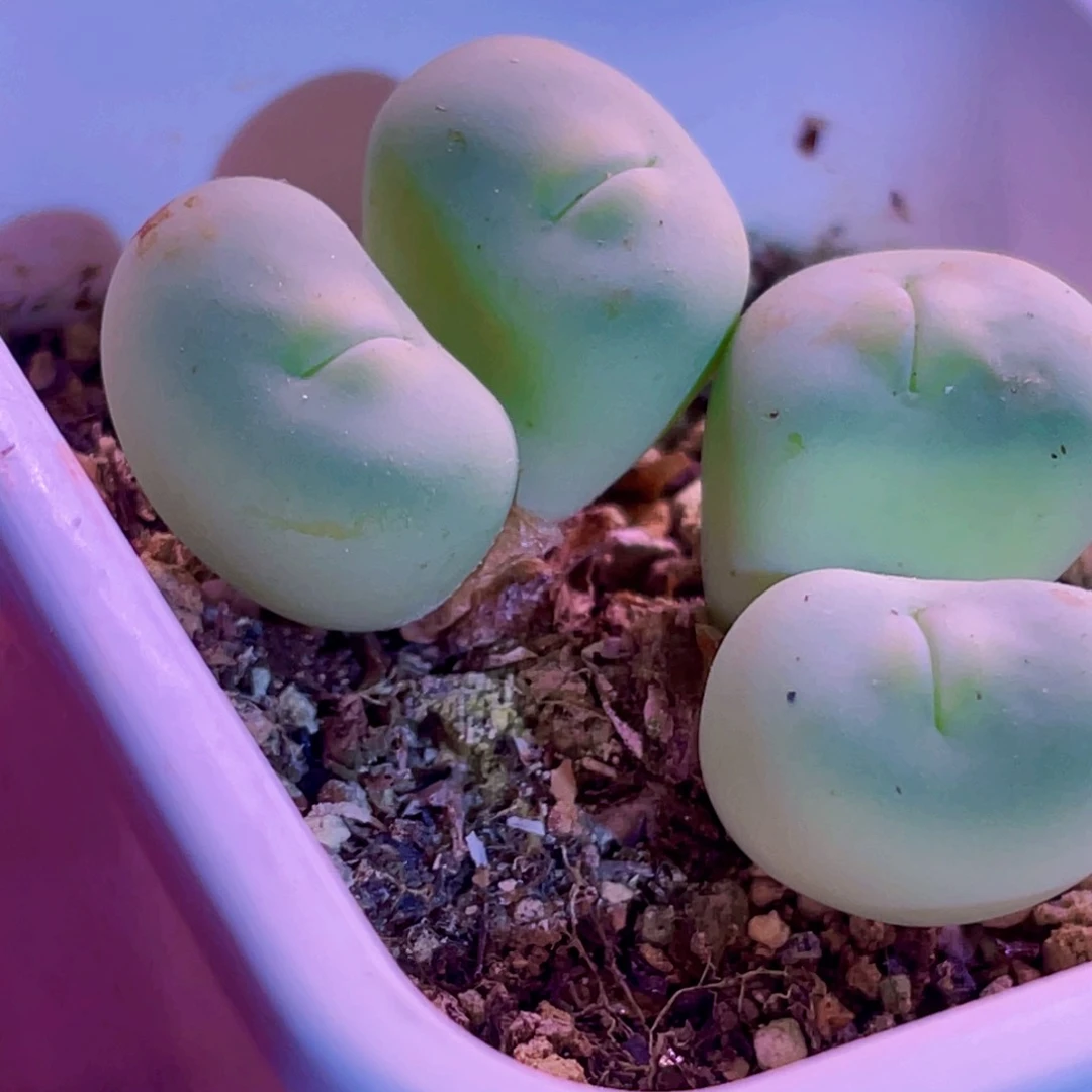 粉嘴嘴4头嘟嘟嘴植物一物一拍