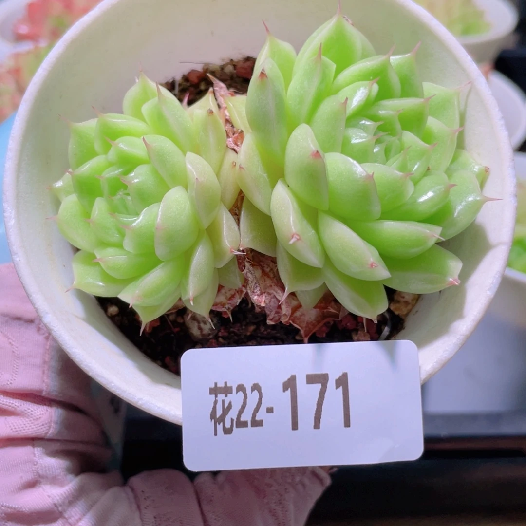 花利美22-171麦秆双头