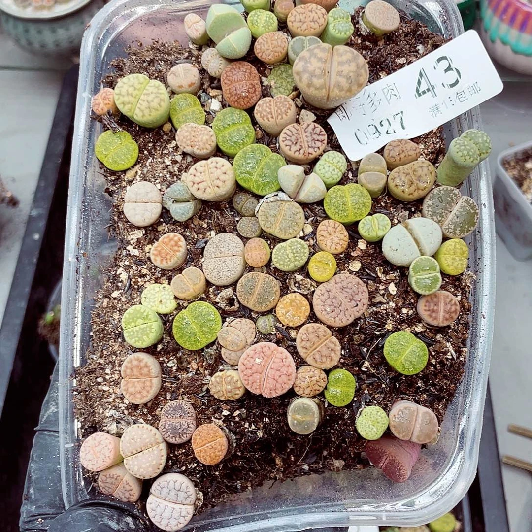 生石花满18包邮0927-43