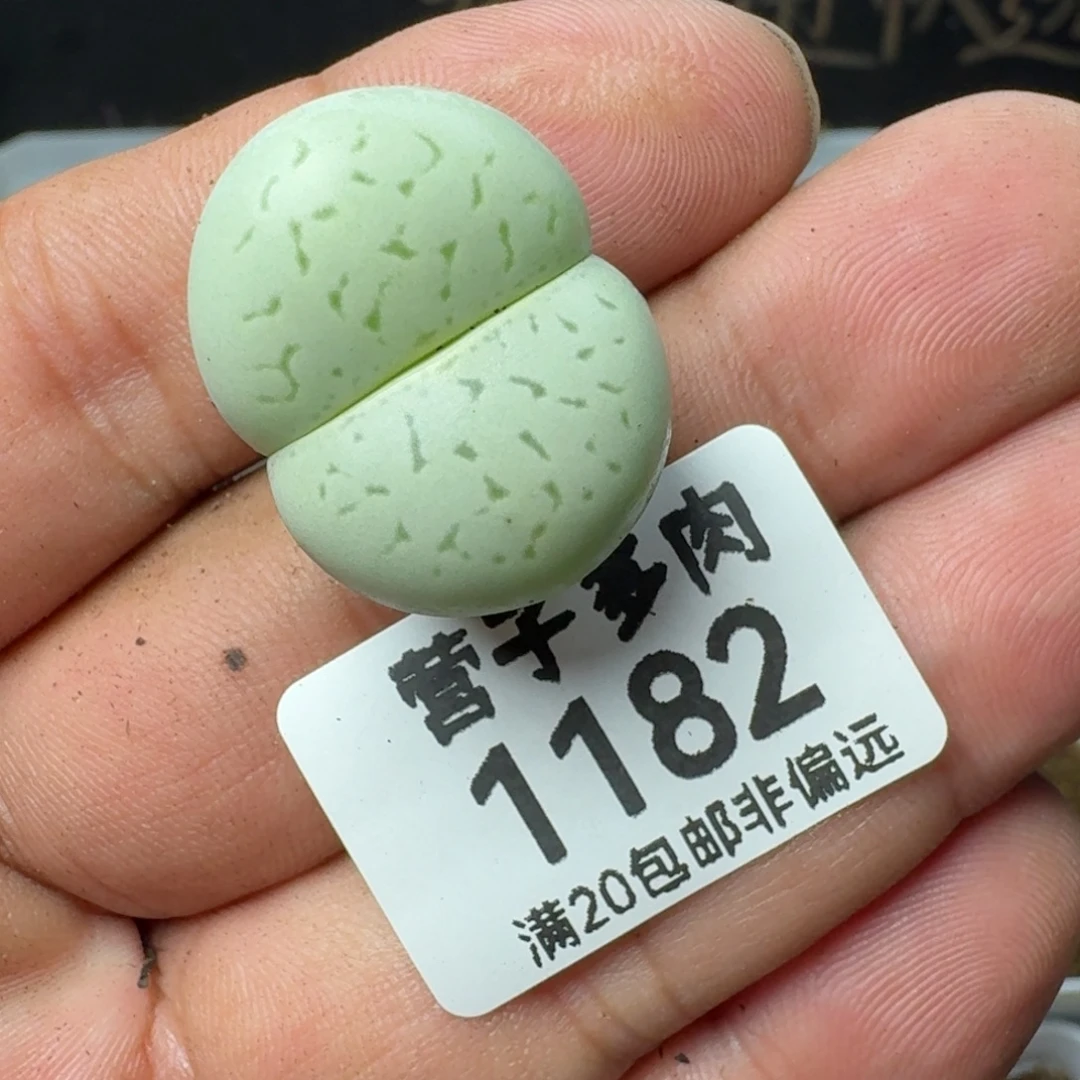 绿灵耀2.4
