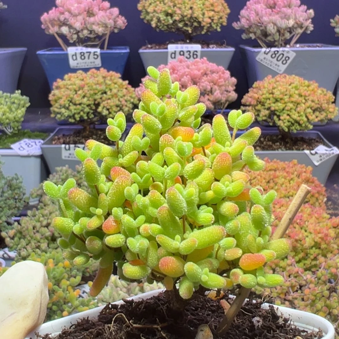 【闪购商品】d830小精控树型蜜橘糖球