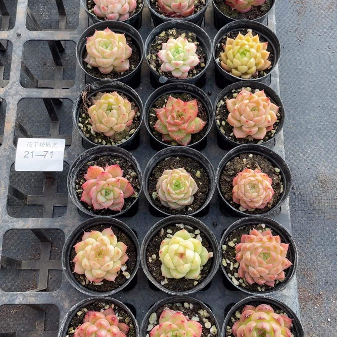 一物一拍18颗21-71