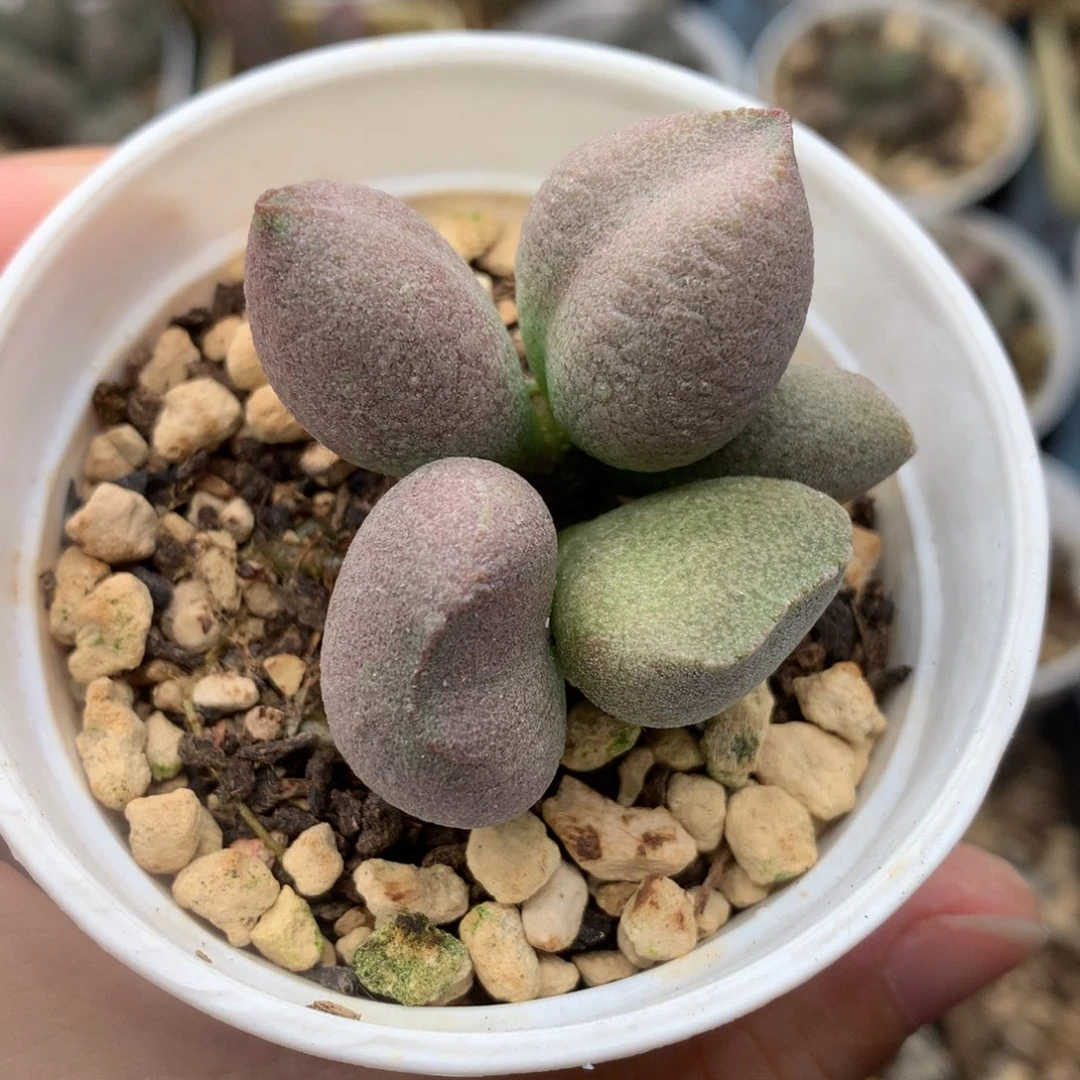 实生水泡 一物一拍包邮