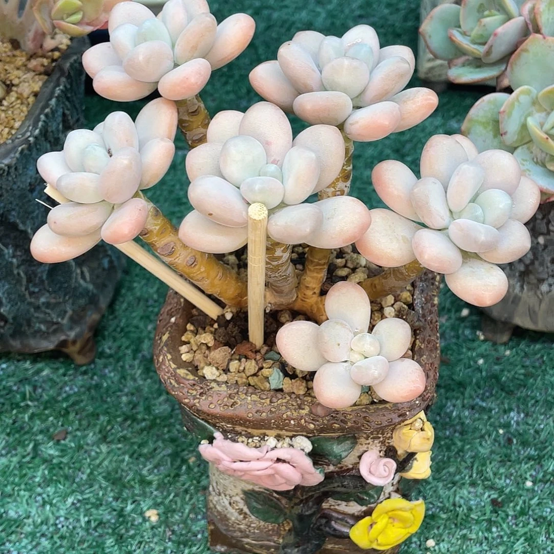 一物一拍28包邮非偏远