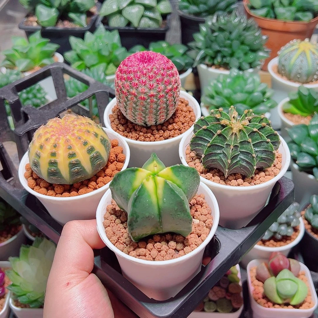 4个仙人球组合组合多肉多肉