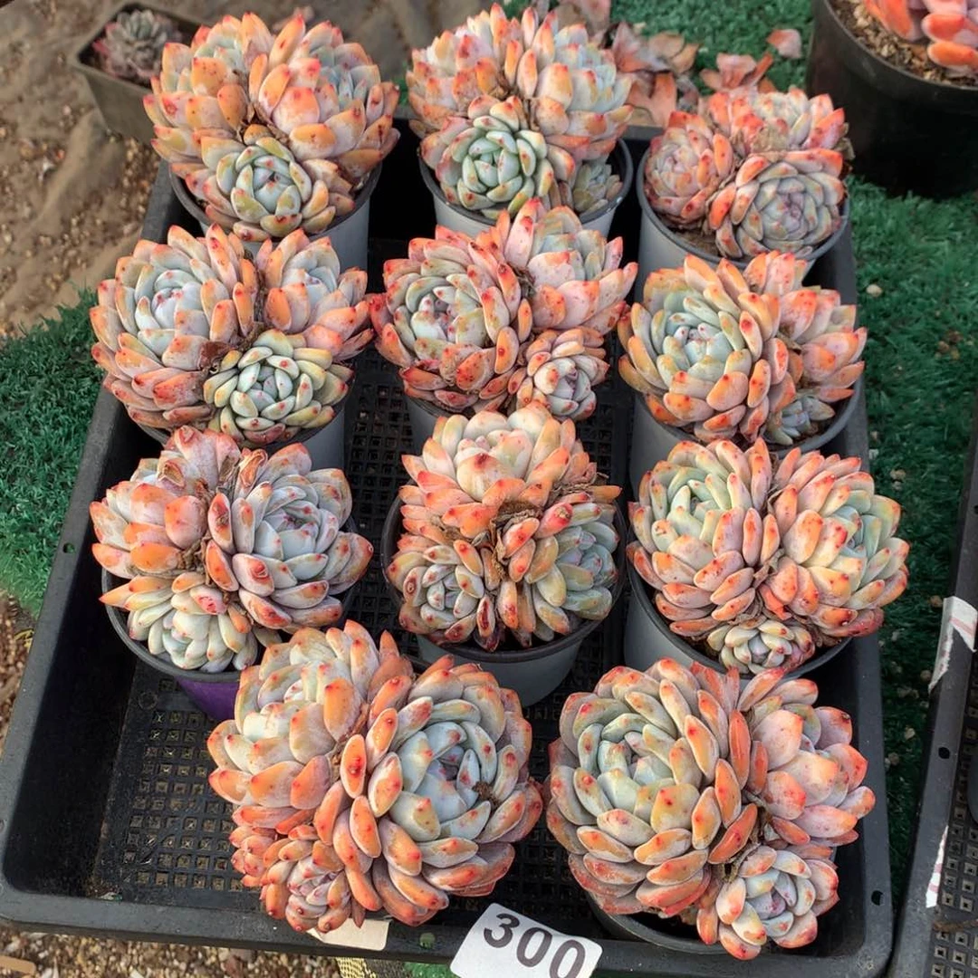 300橙子植物zhu he