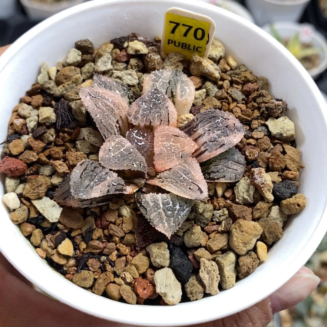 770具味城寿锦一物一图