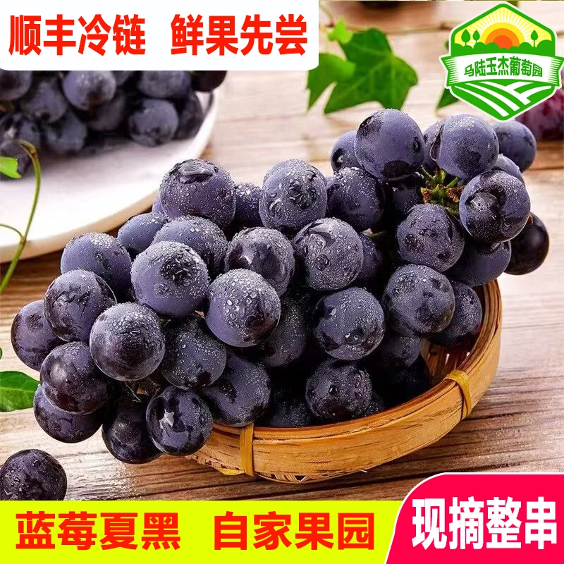上海蓝莓夏黑葡萄无籽新鲜当季水果夏黑葡萄整箱包邮